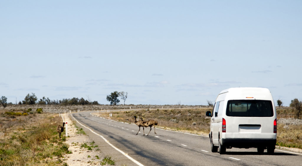 Emu on road
