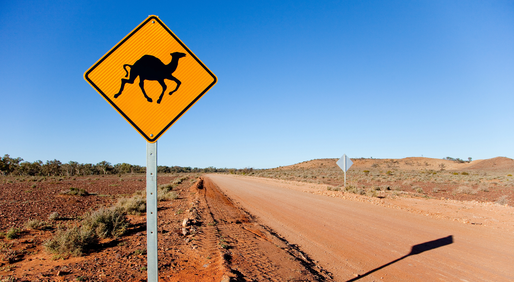 Feral camel sign in outback