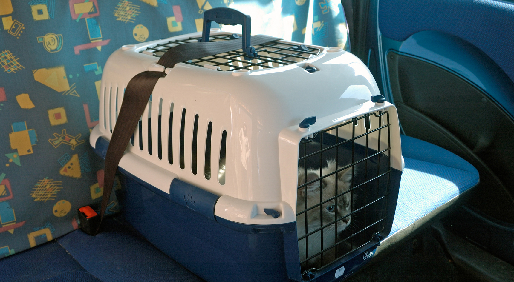 A cat in a carrier which is attached to the car's rear seatbelts