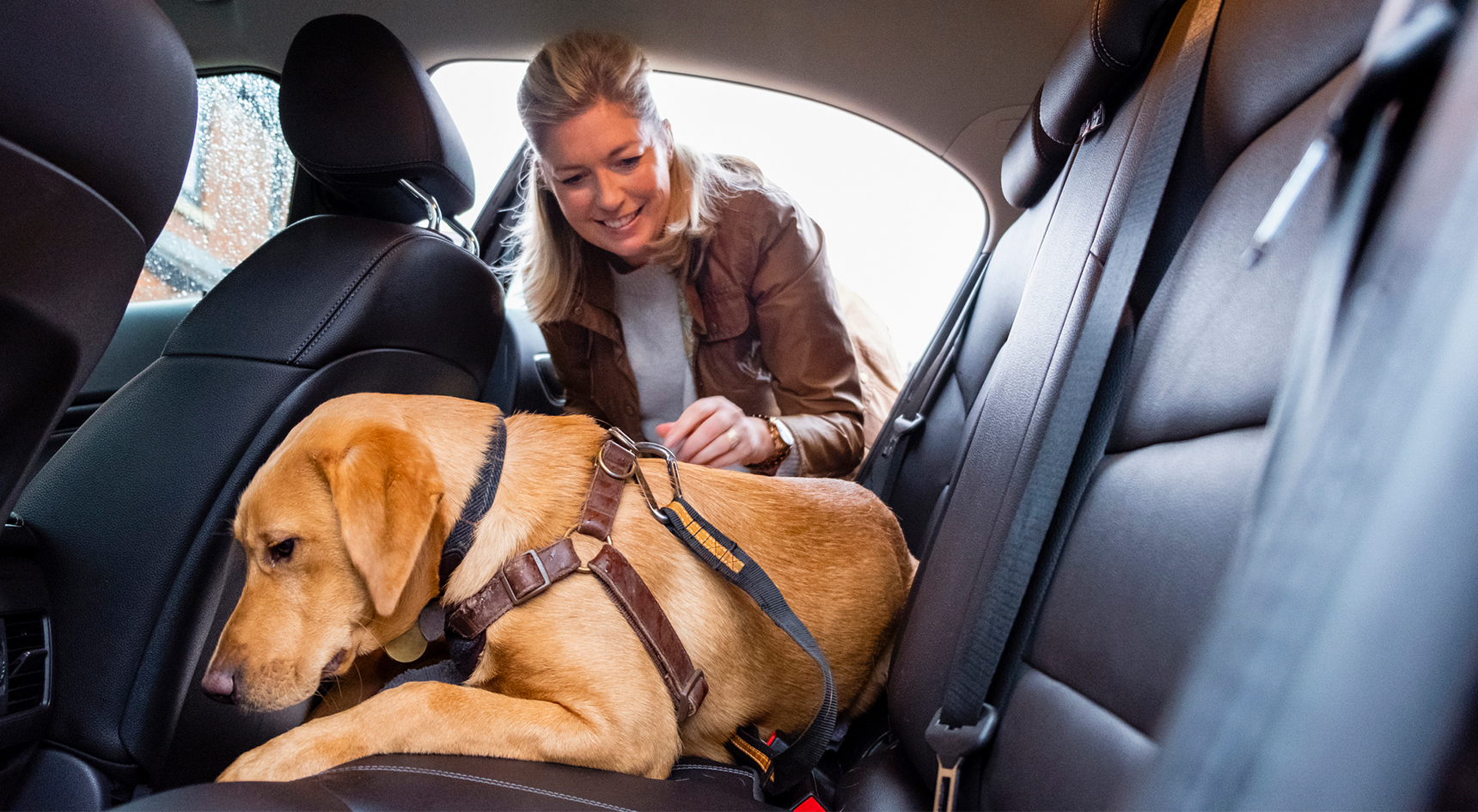 A woman putting her dog in a safety harness on the back seat of a car