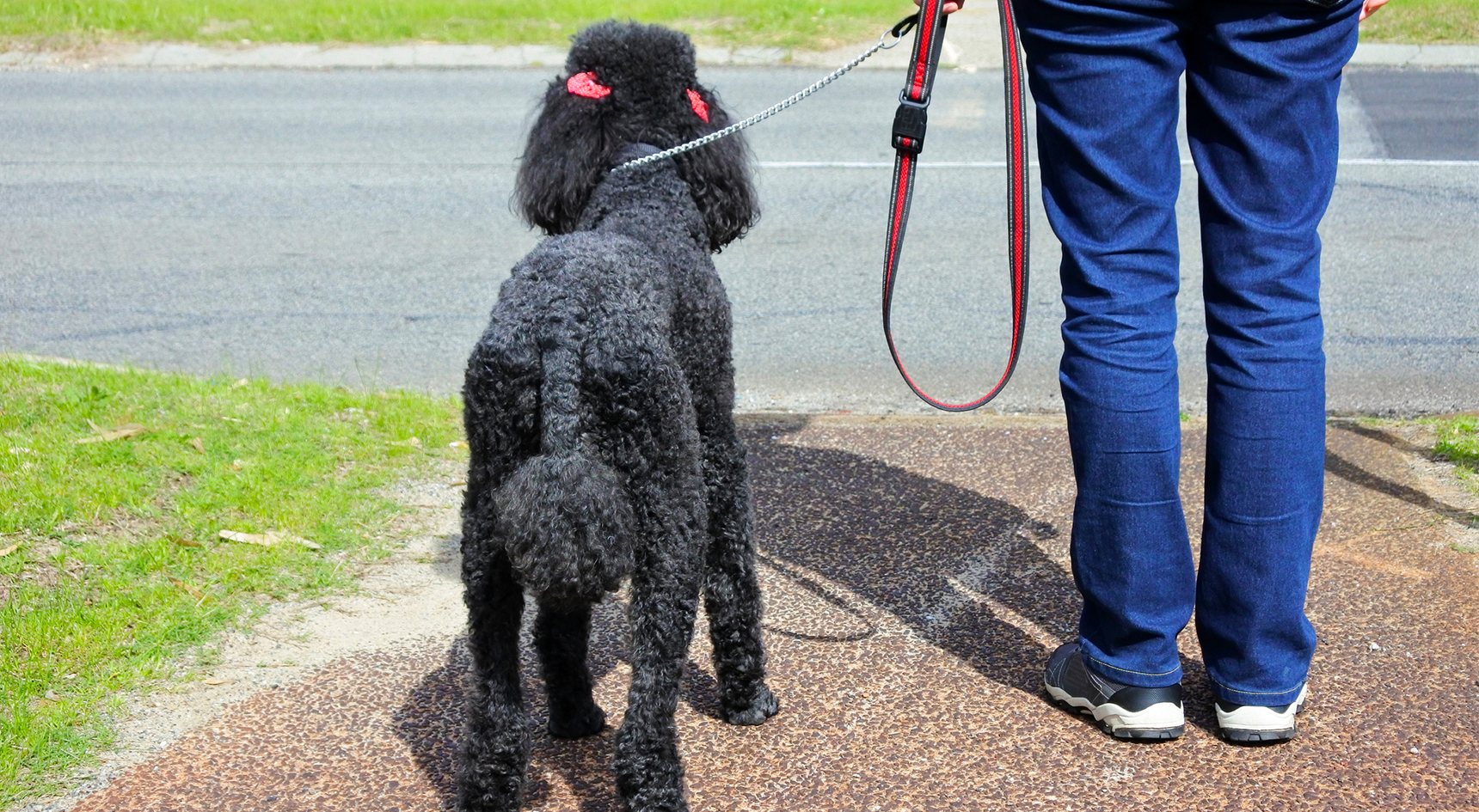 A dog on a leash waiting to cross the road with its owner