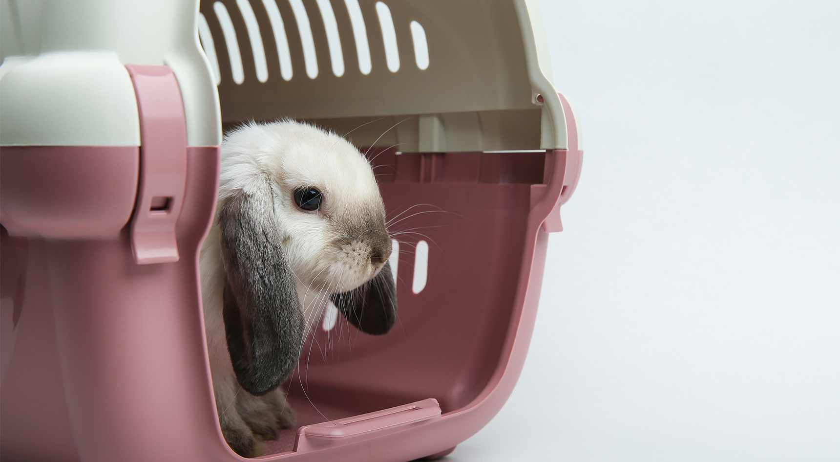 A white lop-eared rabbit in a carrier