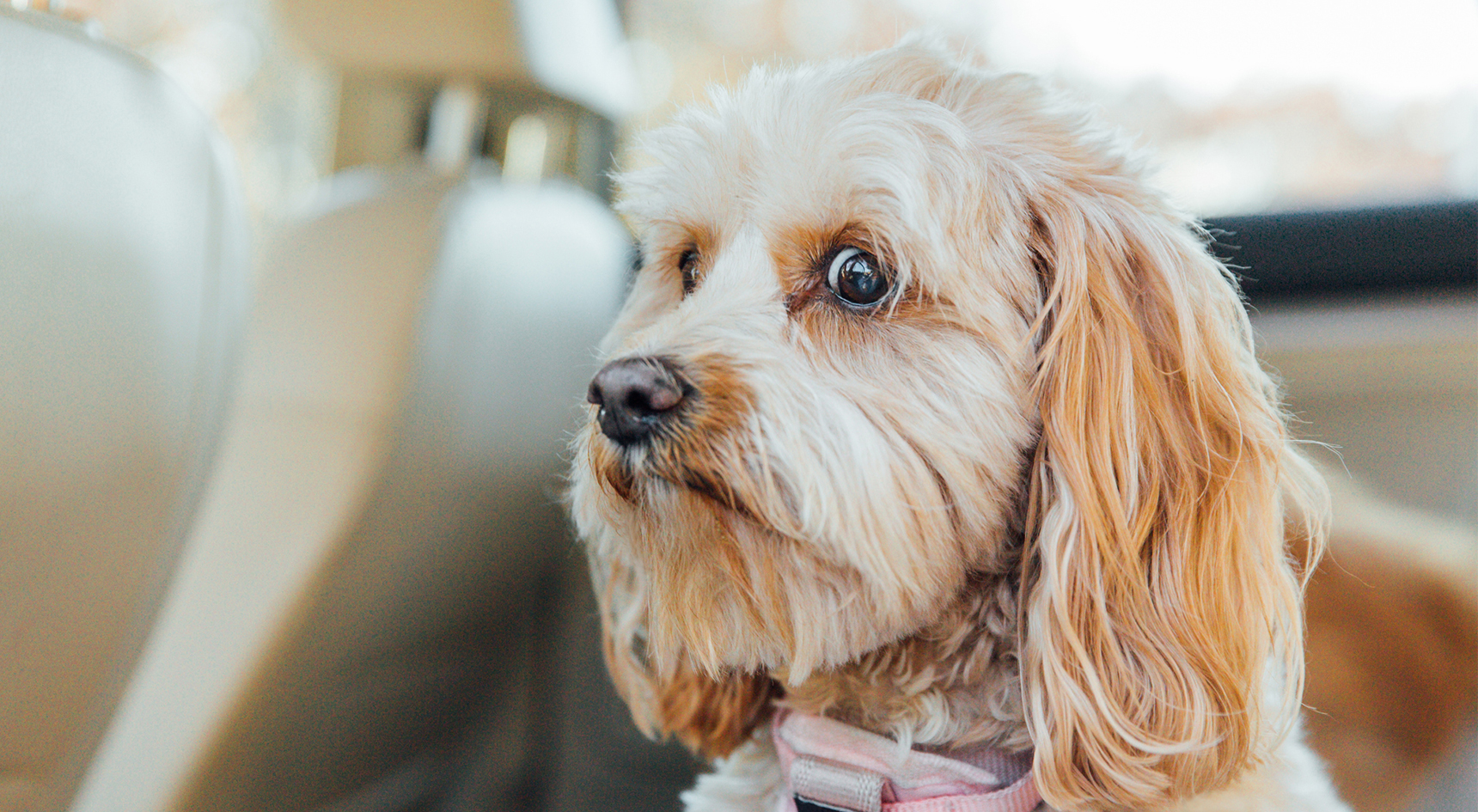 A nervous-looking dog in the back seat of a car