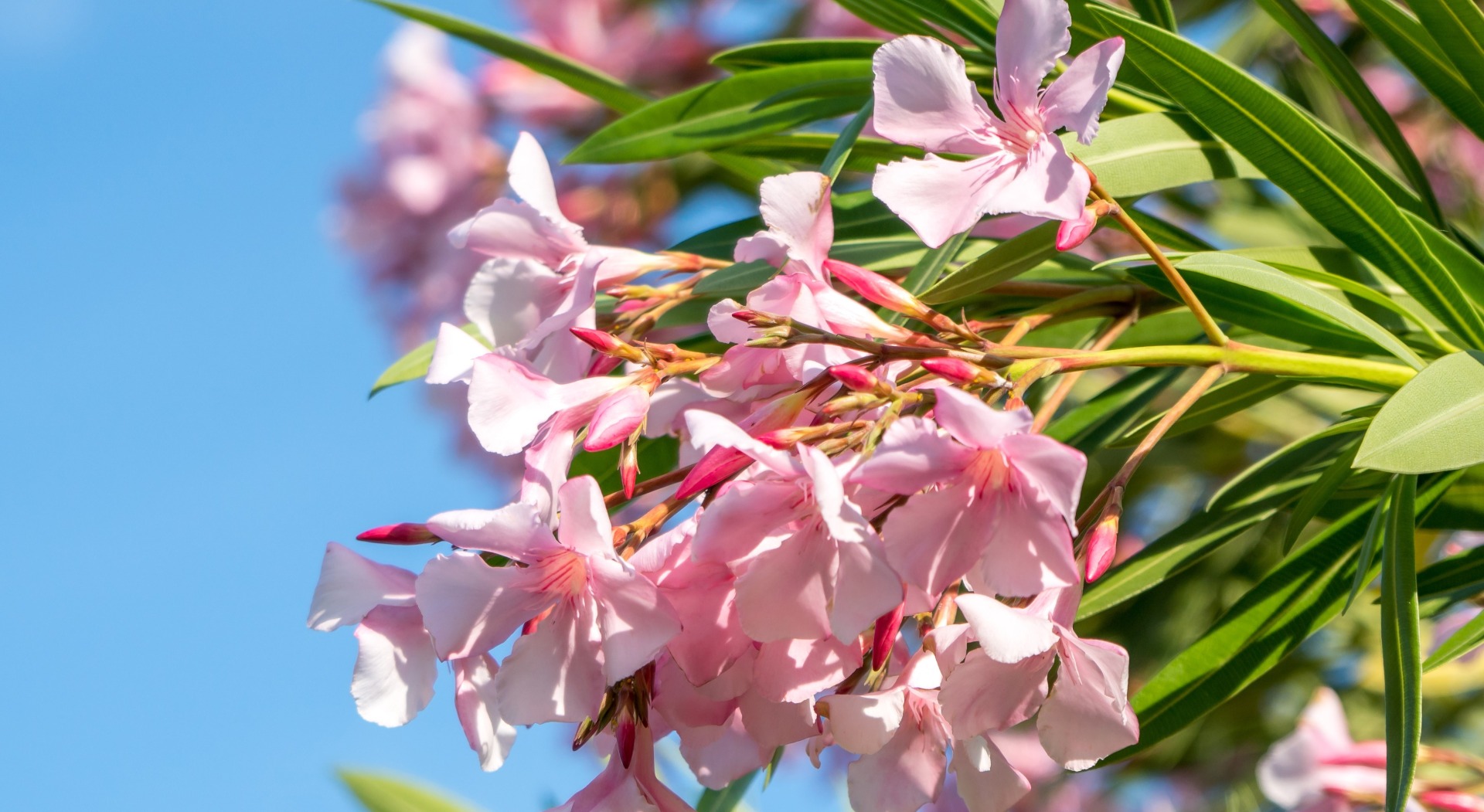 Oleander