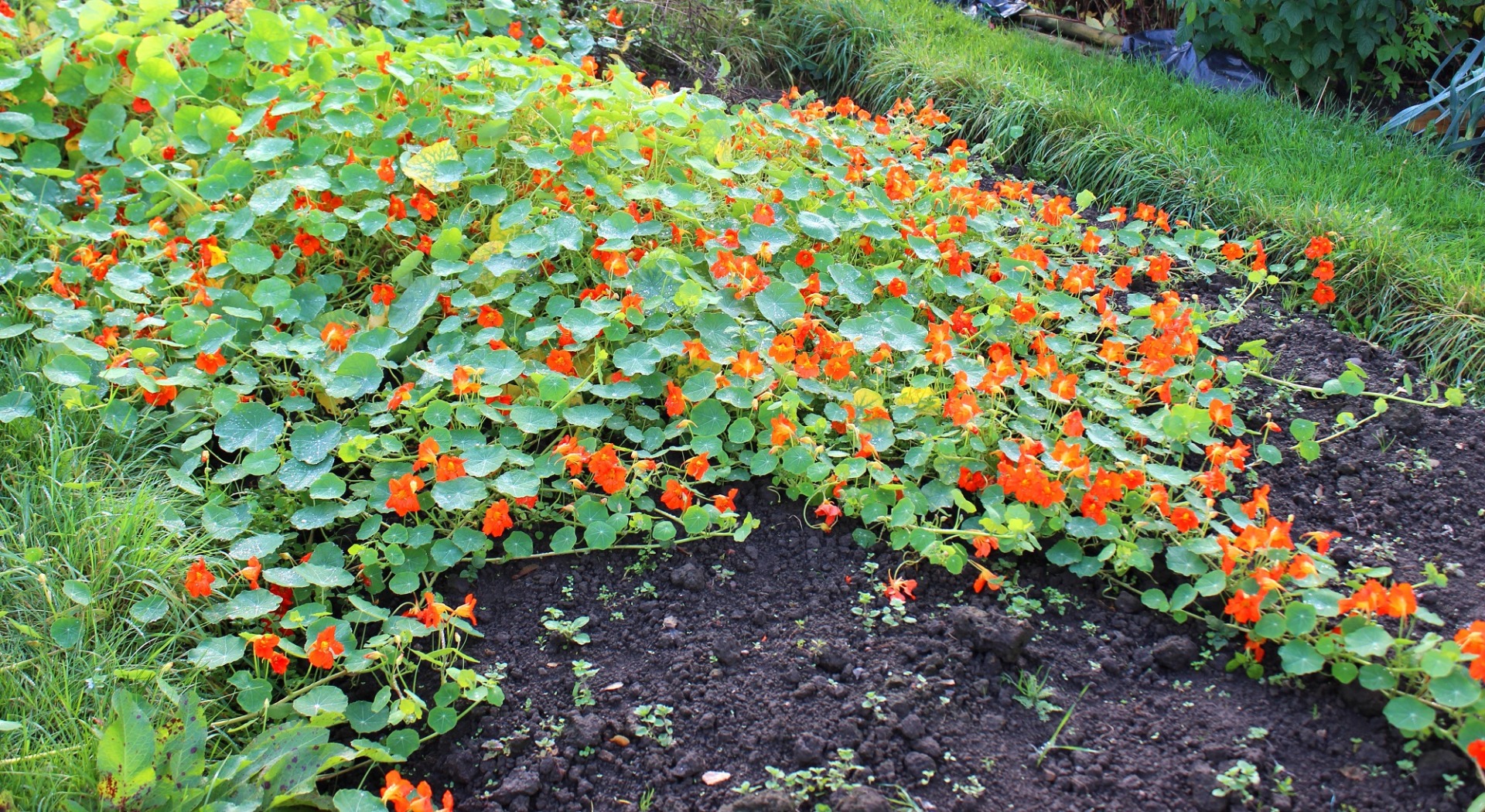 Nasturtium 