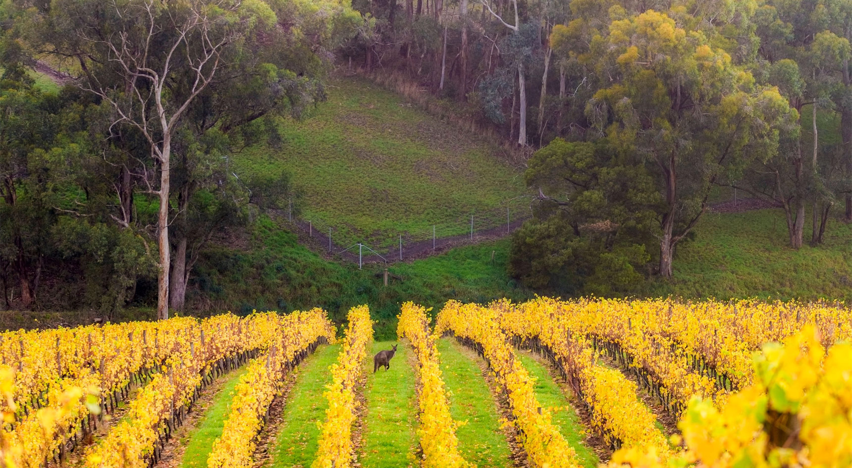 Yellow vineyard against Australian backdrop with a kangaroo