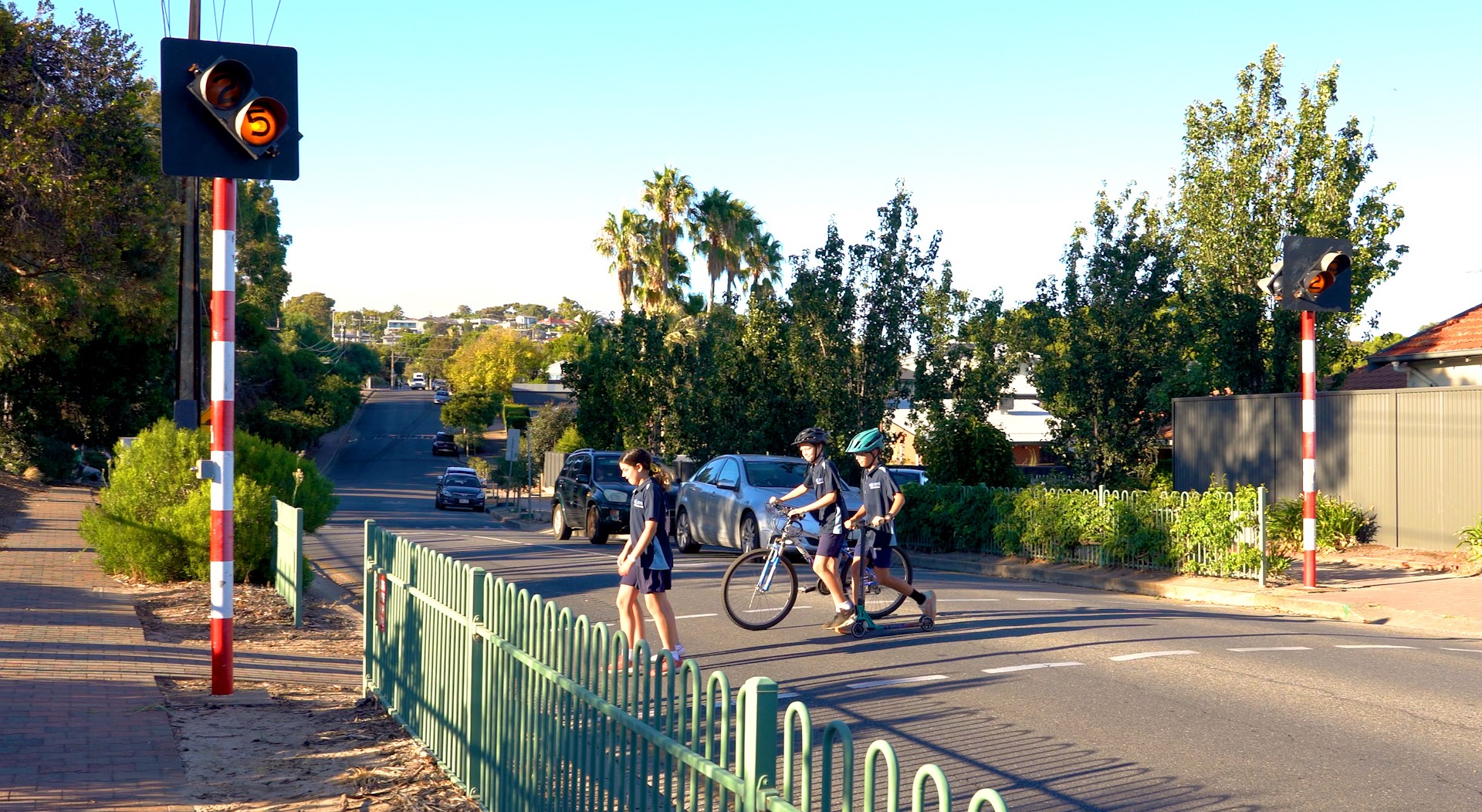 Koala crossing