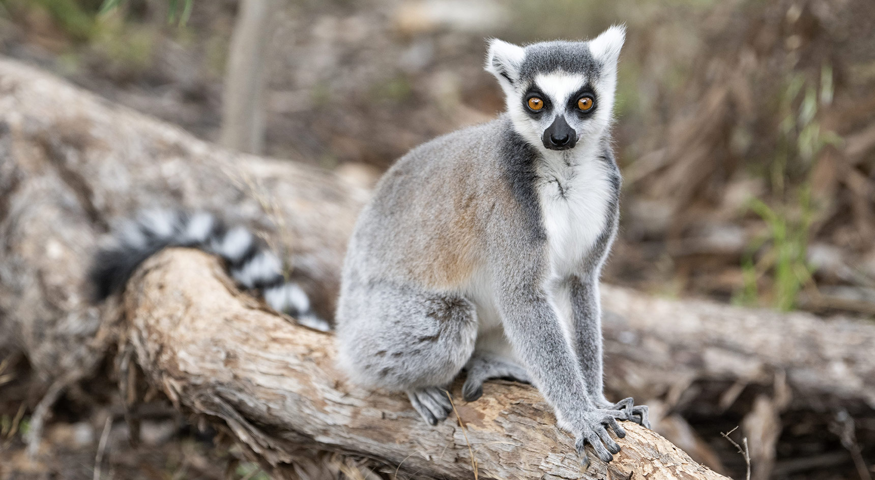 Lemur on a branch