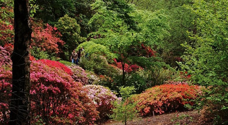 Rhododendron's in Mt Lofty Botanic Garden
