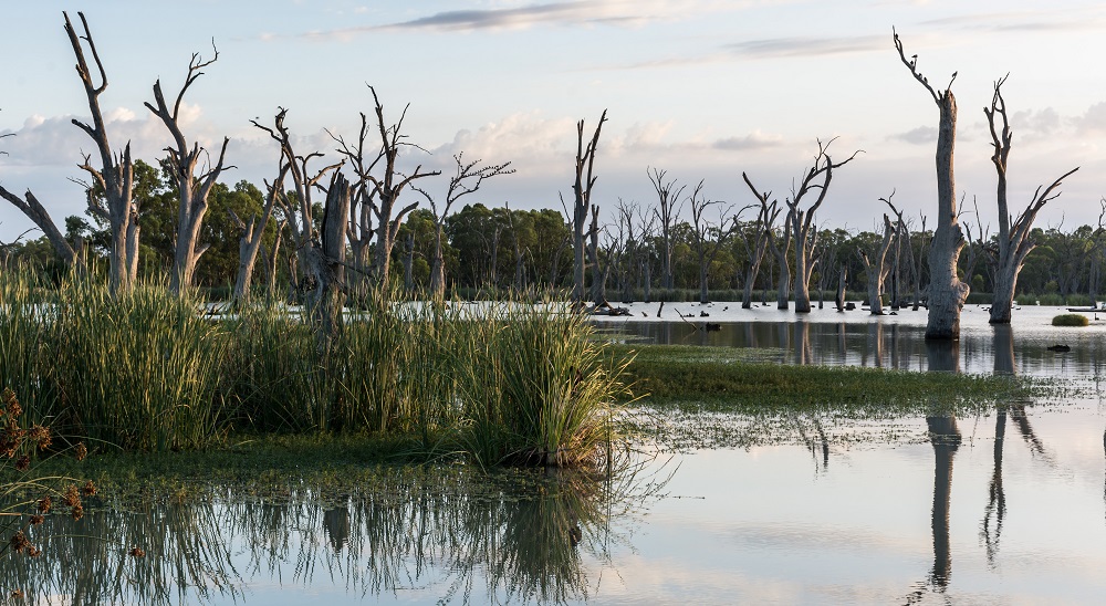 Dead trees in the Murray River 