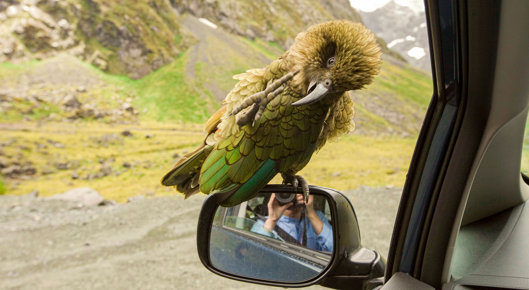 Kea bird sitting on a car mirror
