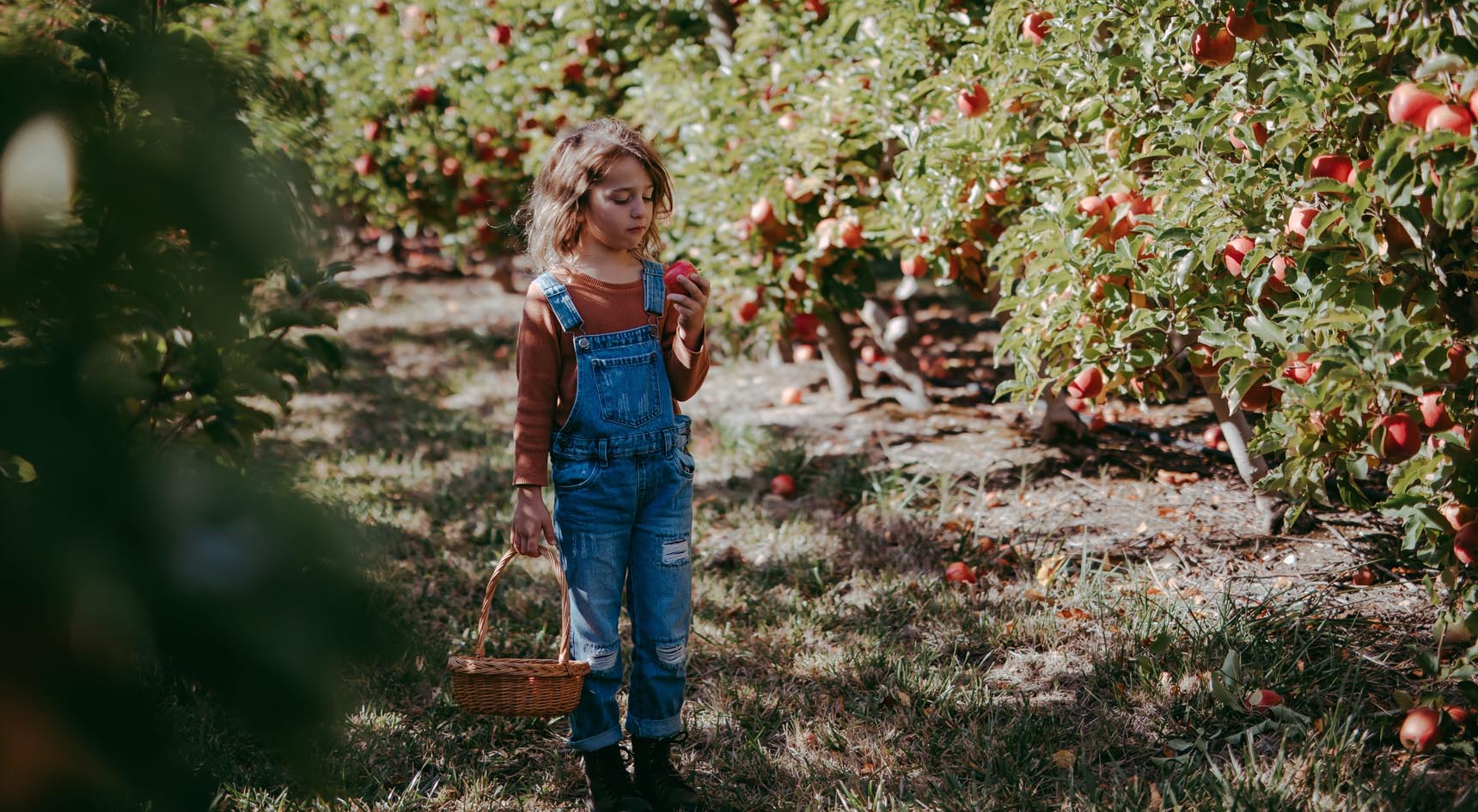 A girl walking through an apple orchard.