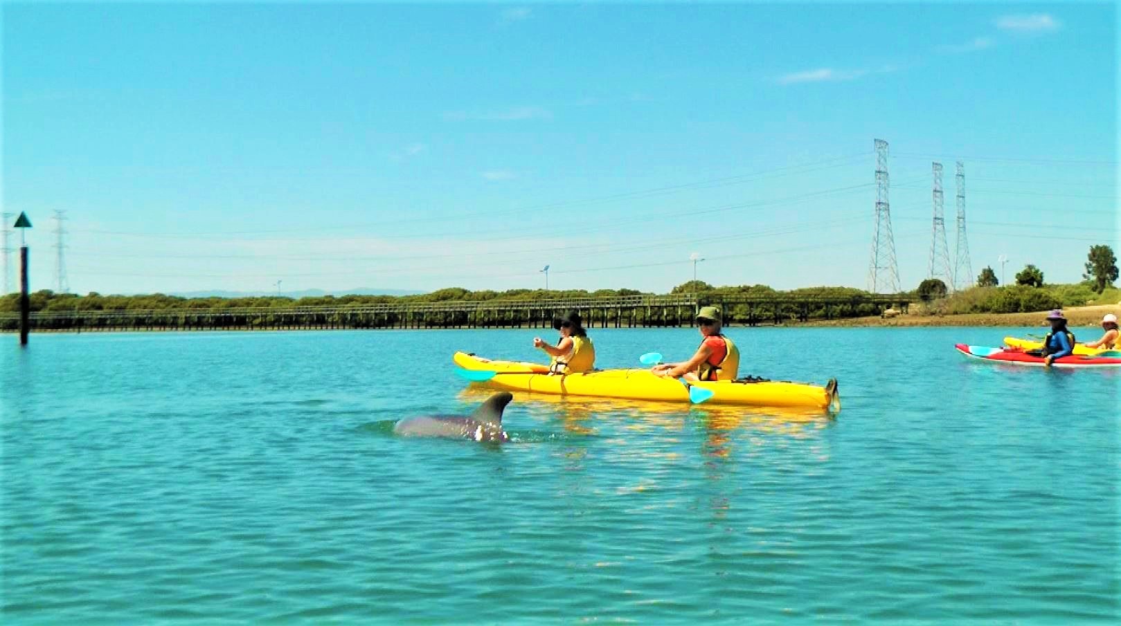 Dolphin and kayak off Garden Island