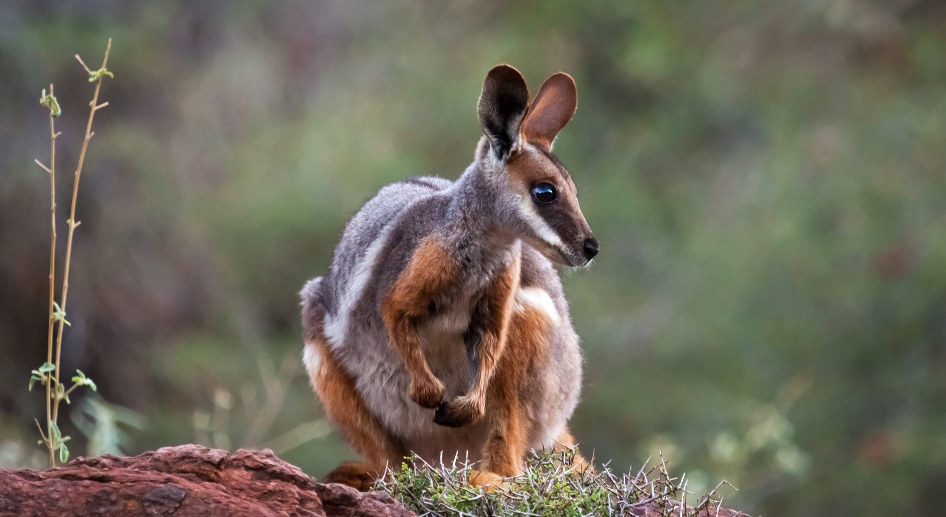 Yellow-footed rock wallaby