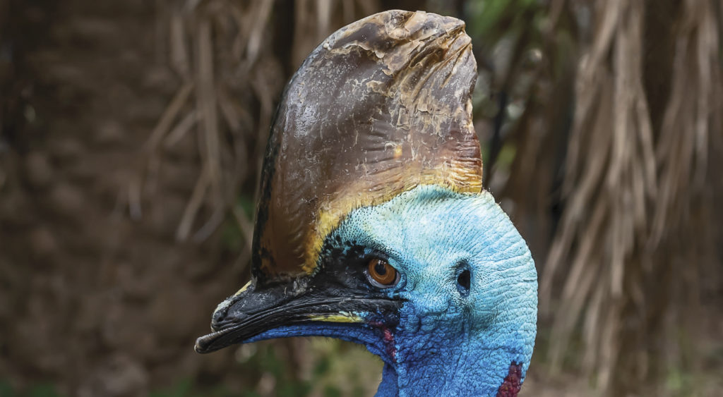 Cassowary