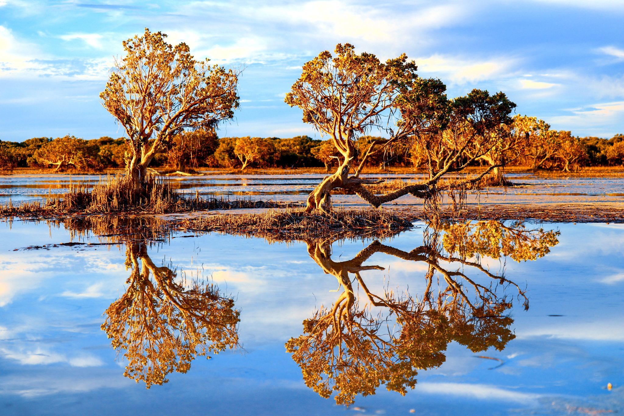 Trees reflecting on the water in Port Germein.