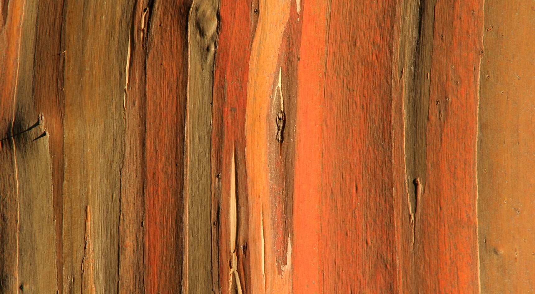 Untreated eucalyptus wood.