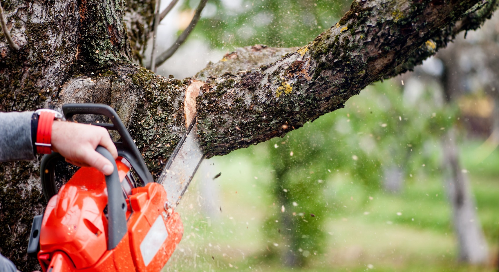 Trimming overhanging trees and shrubs can go a long way towards protecting your home. Image: Getty