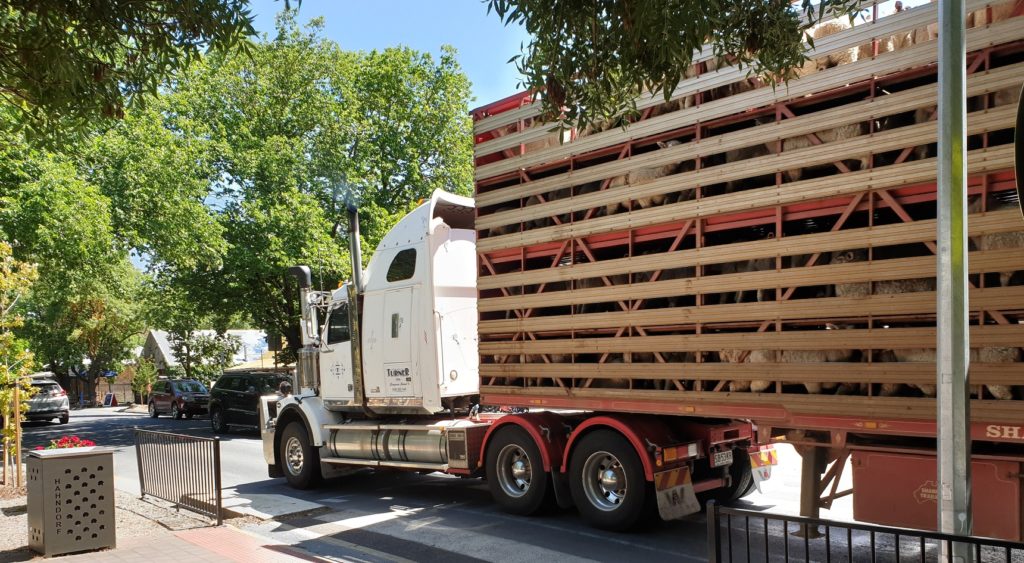 A cattle truck travelling down the Hahndorf main street.