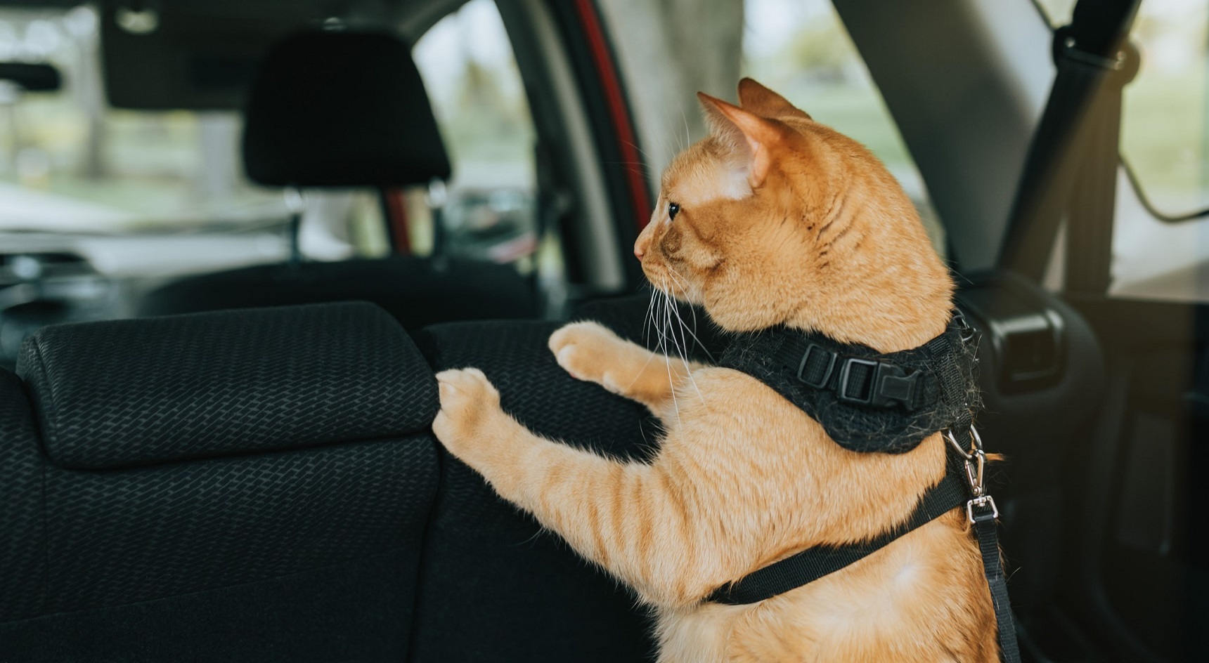 Cat in car. Image: Getty