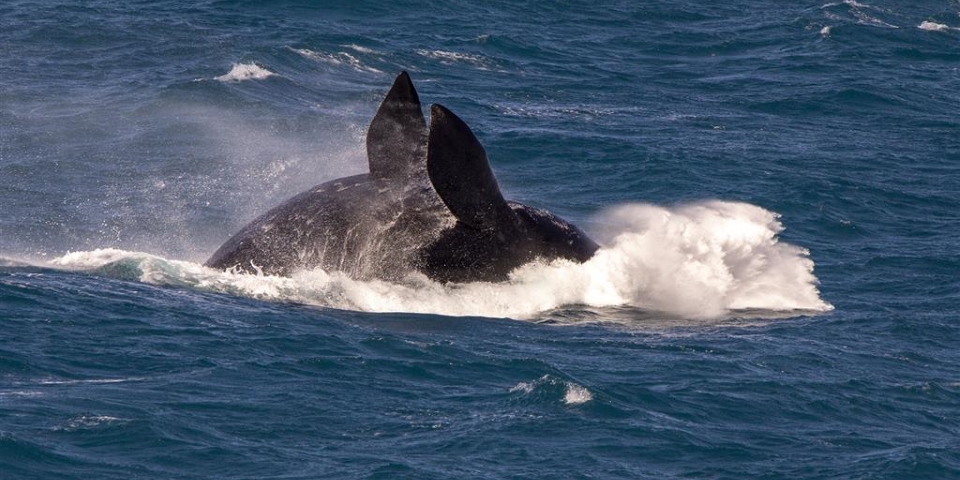 See southern right whales with SA Eco Tours. Image: SA Eco Tours