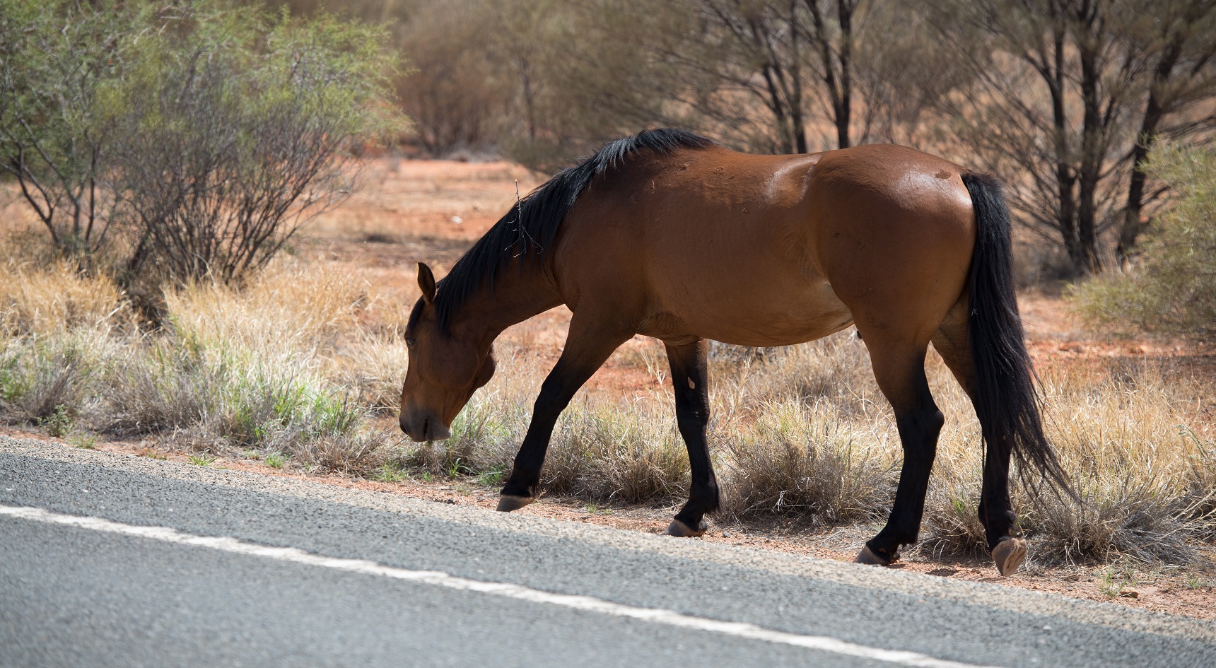 Wild horse walking along outback road.