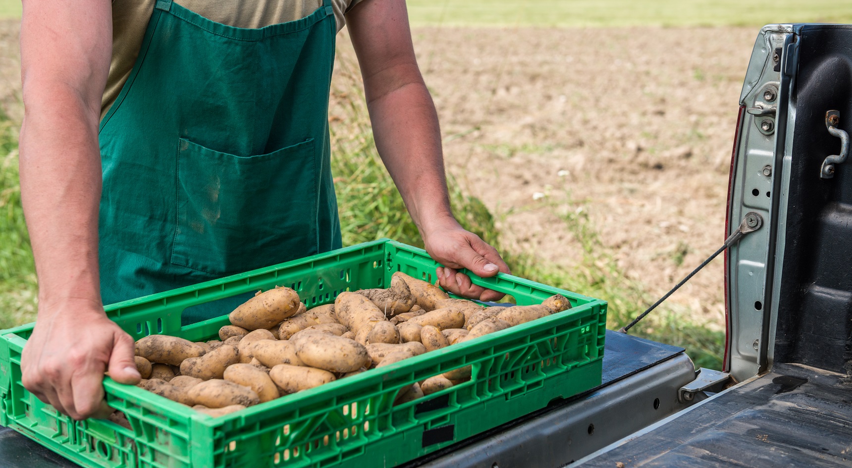 Tray of potatoes being loaded into a ute's tray by a man wearing a green apron.