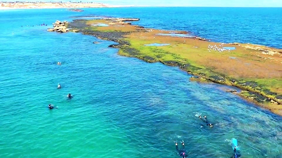 Snorkelling at Port Noarlunga