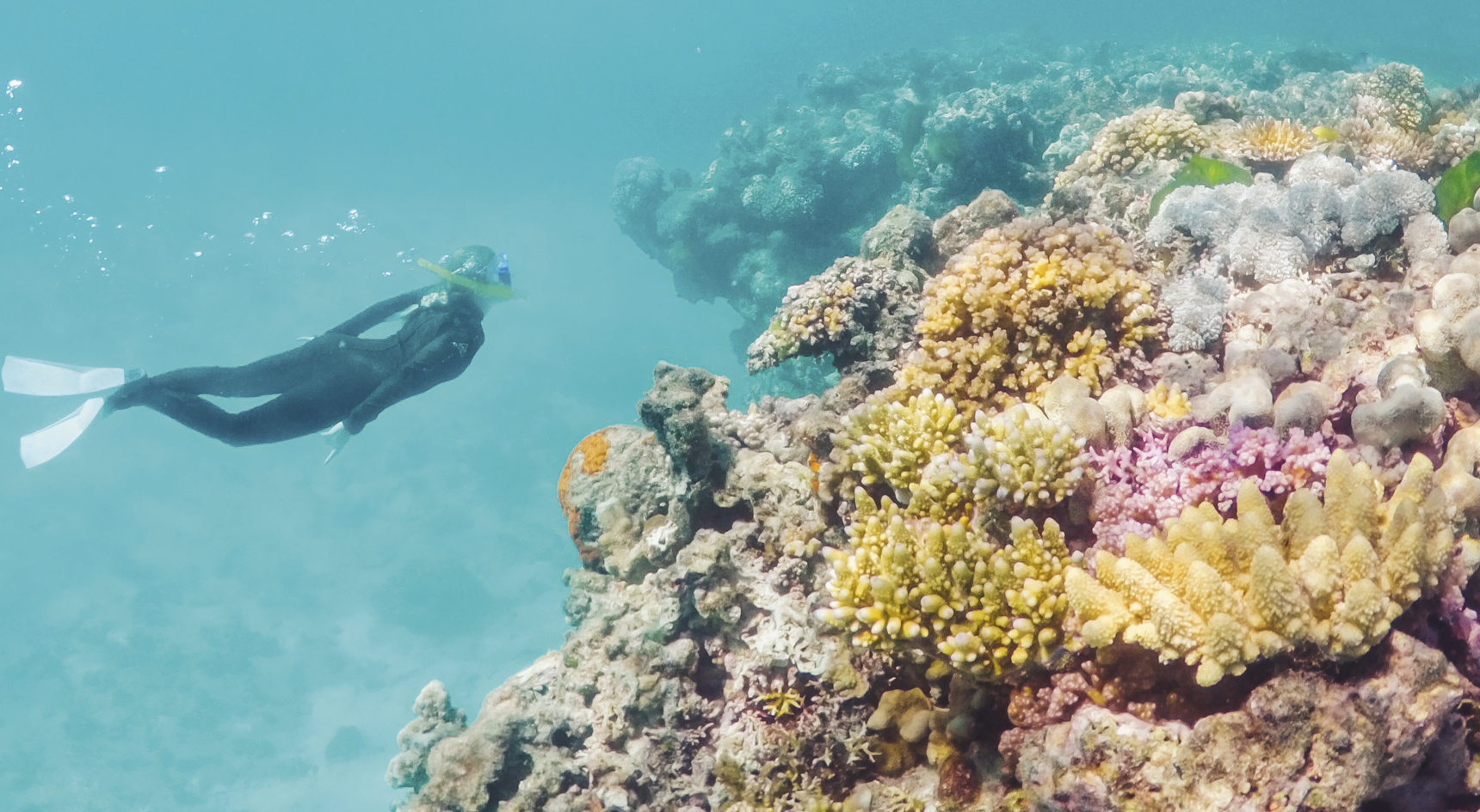 Coral on the Great Barrier Reef with a diver in the background.