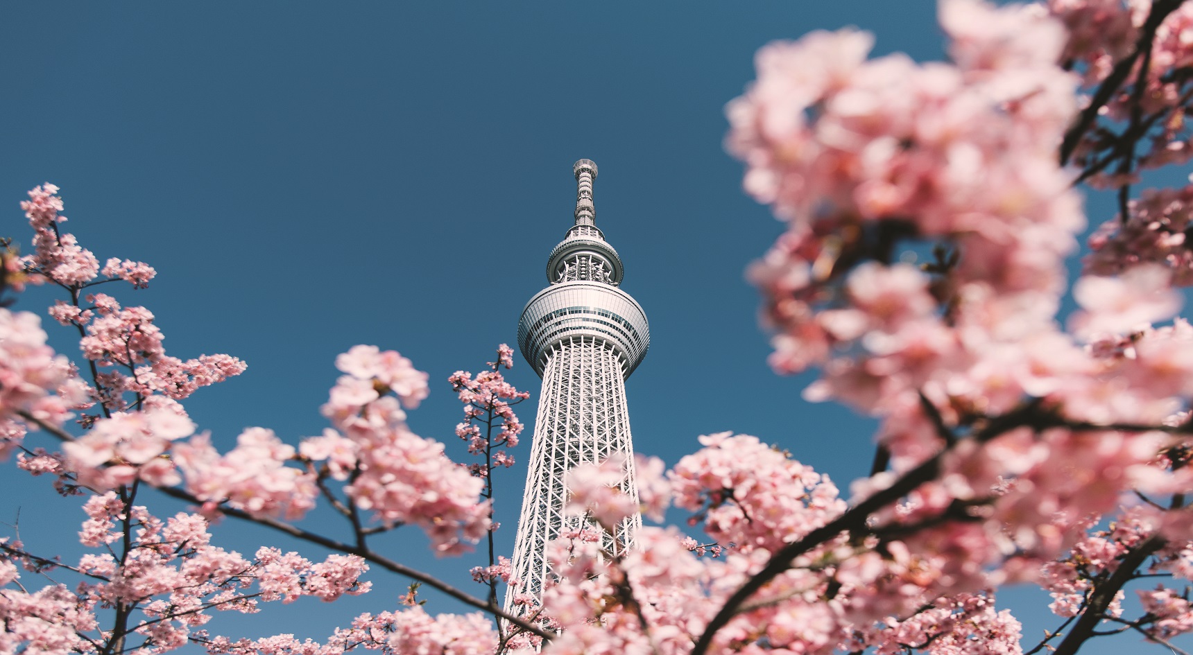 Cherry Blossom and Sakura with Tokyo Skytree in Japan.
