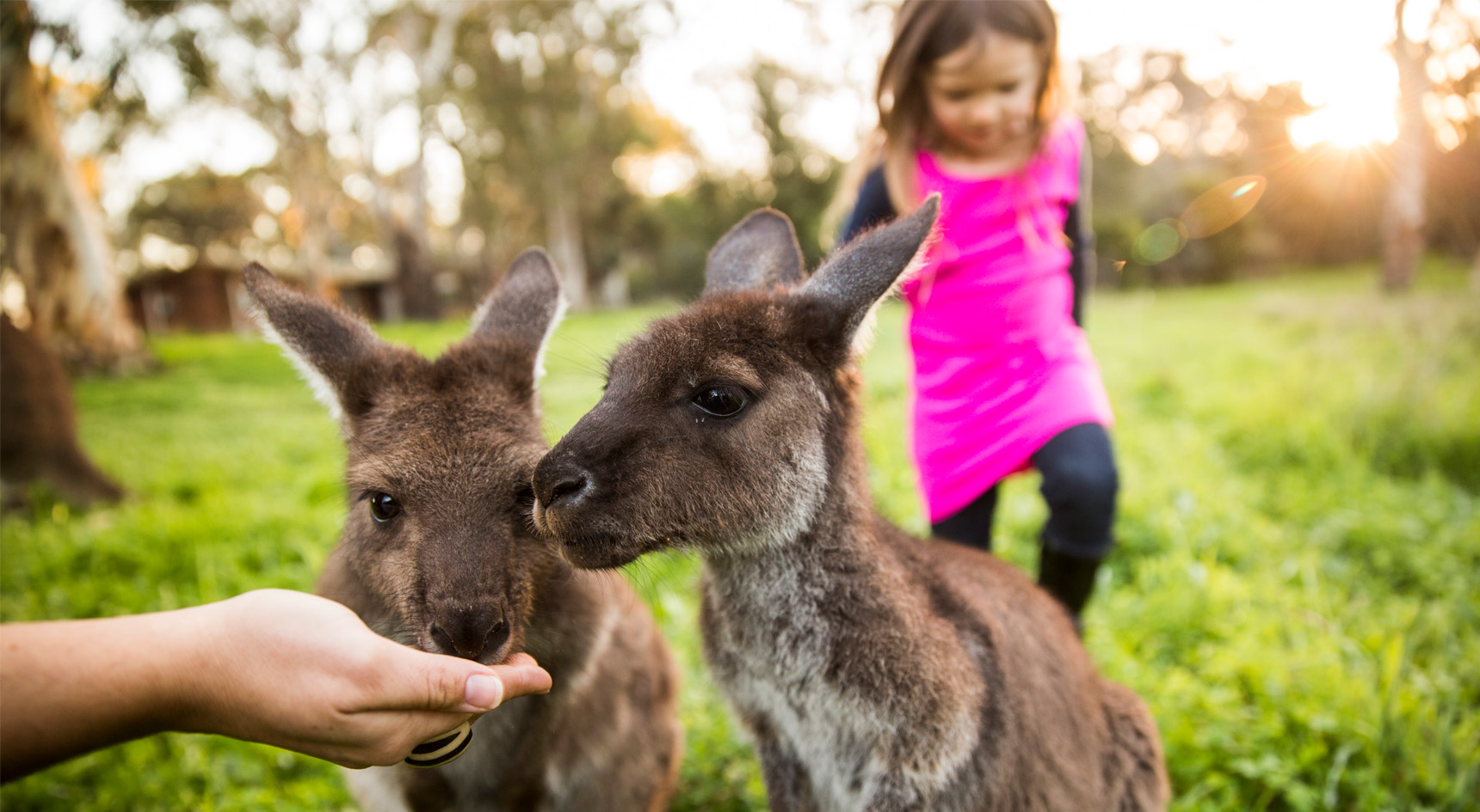 Feeding kangaroos at Woodstock Wine Estate.