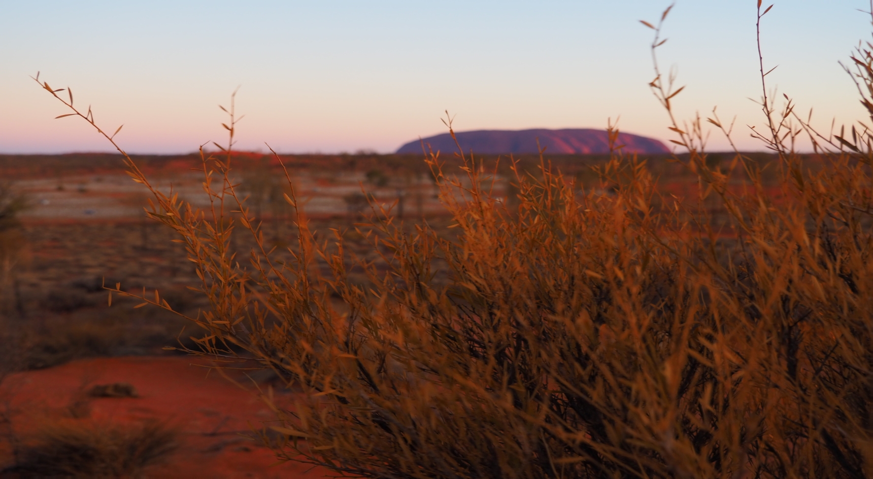 Uluru overlooking the field of light