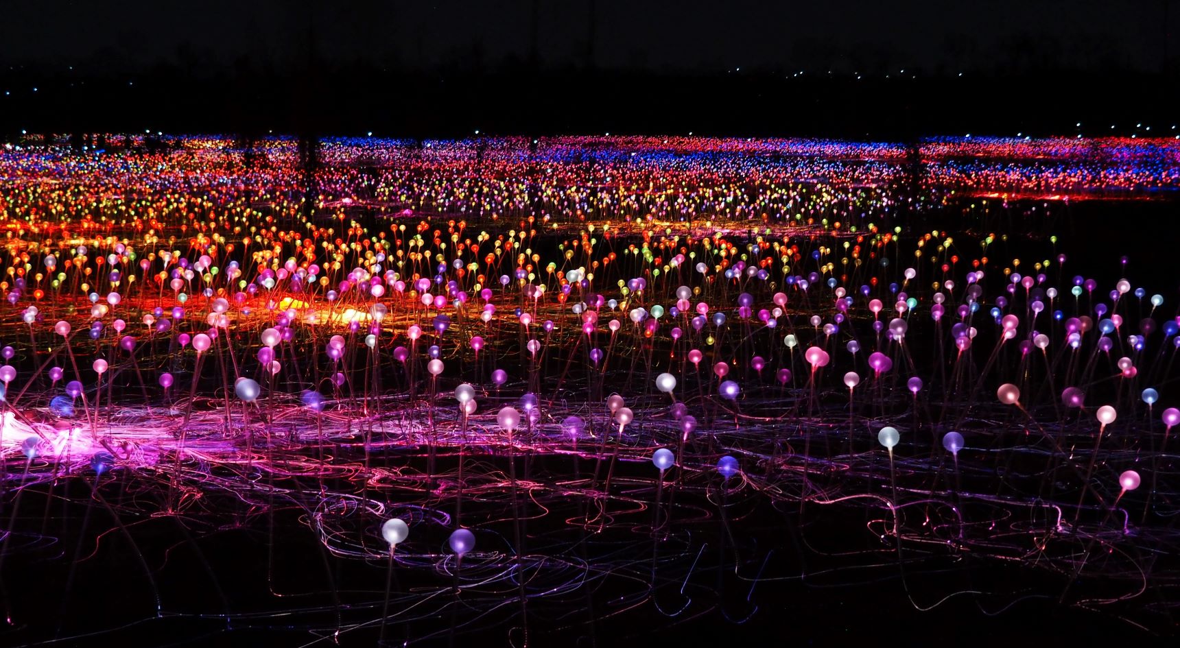 The Field of Light 