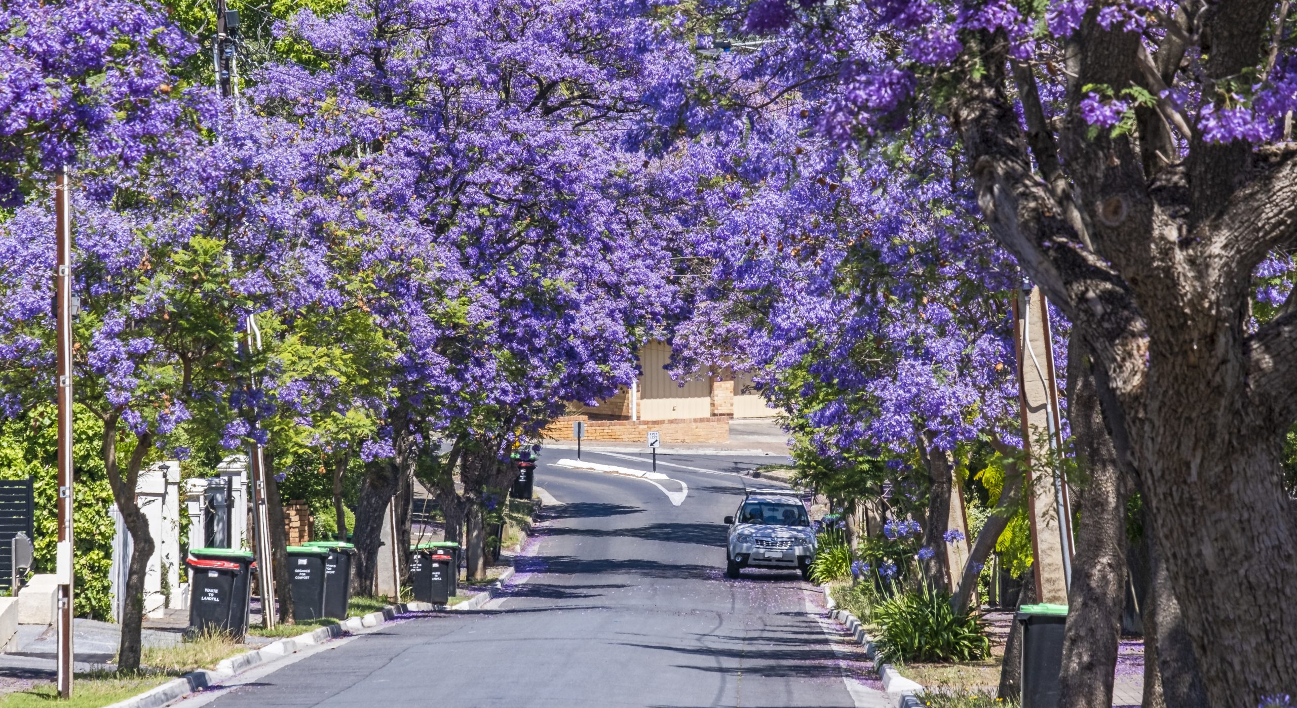 Jacarandas on suburban street