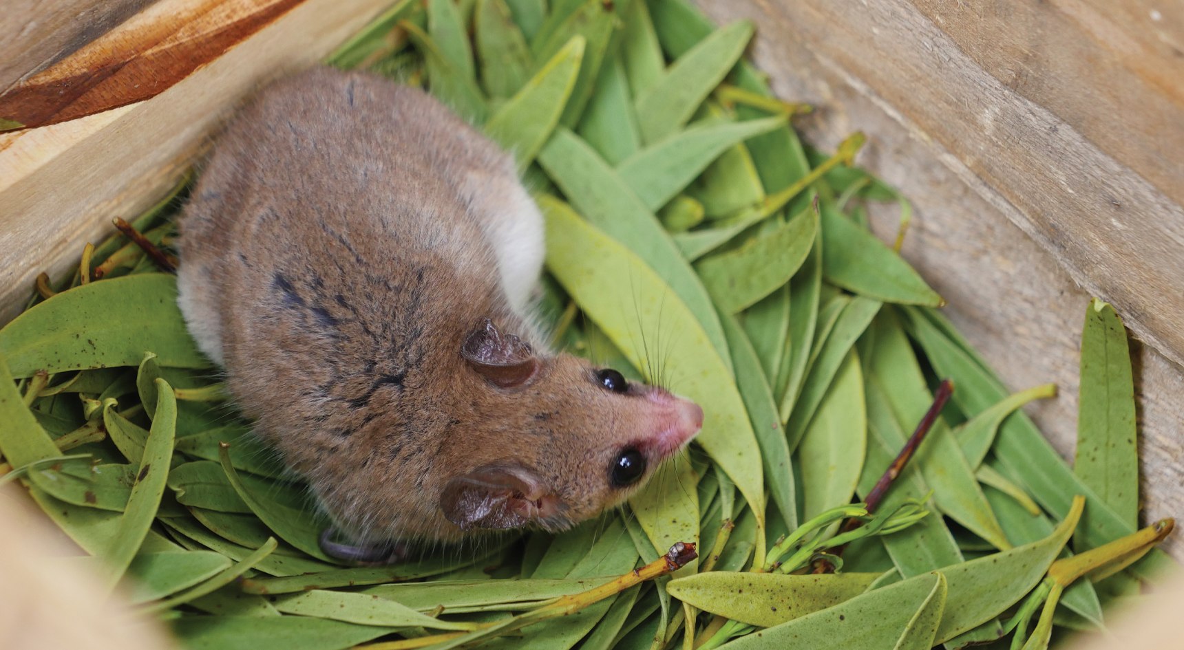 Western Pygmy Possum