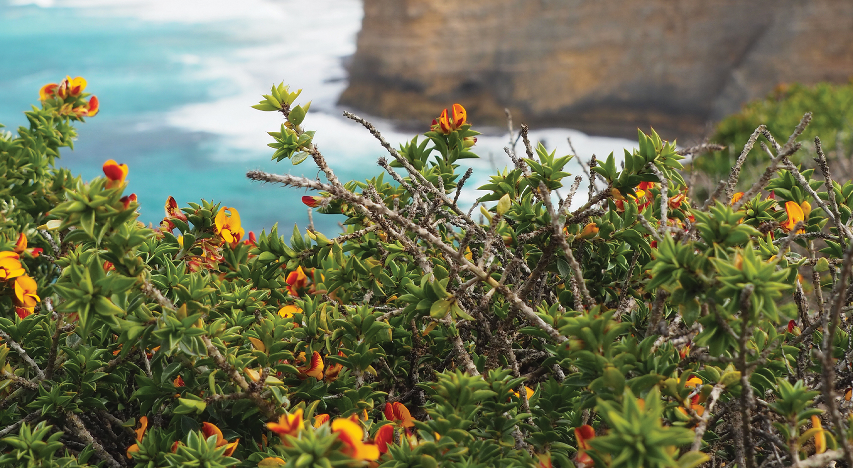 Wildflowers Whalers Way