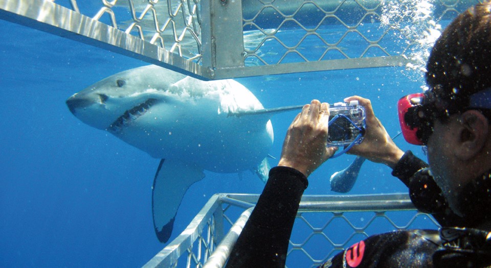 Shark cage diving