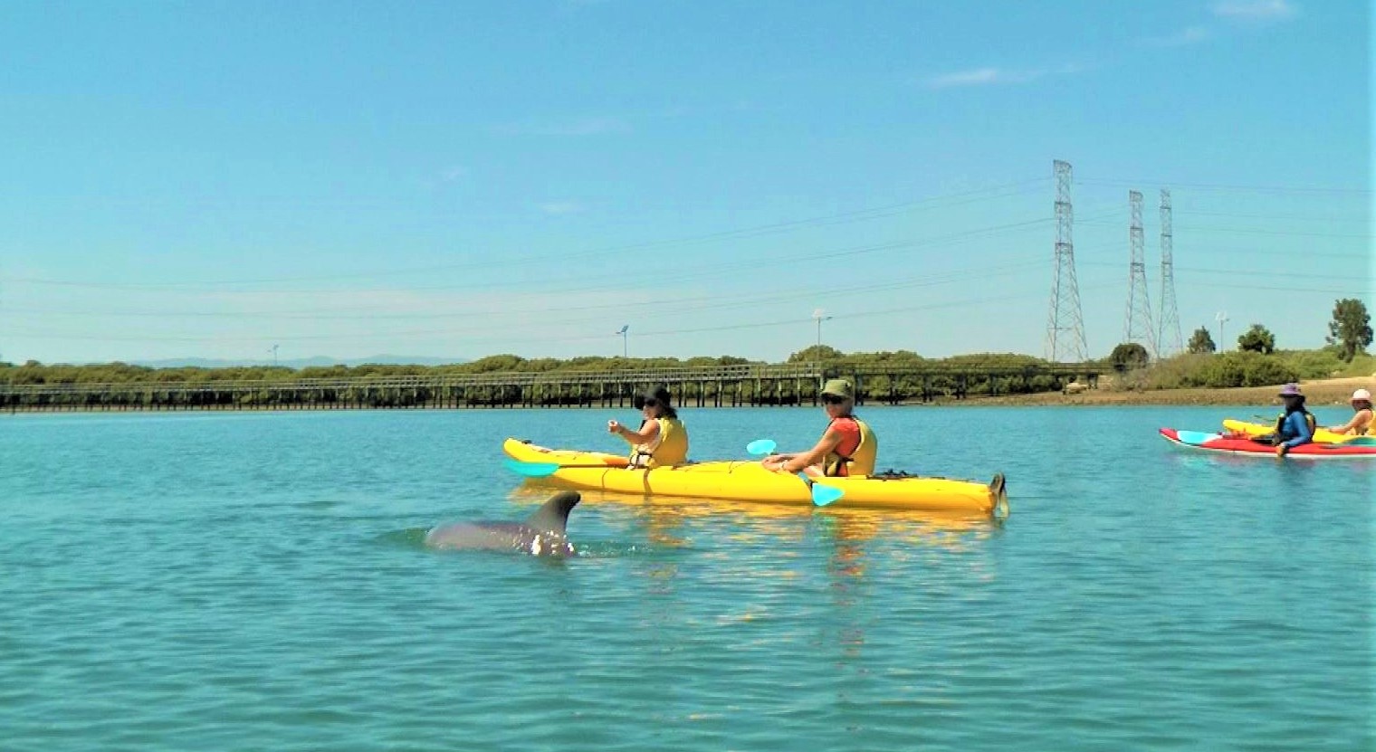 dolphin near kayak