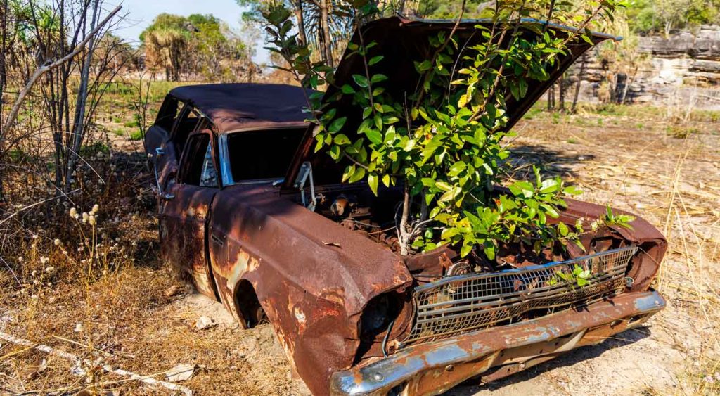 An abandoned car with a tree growing through the bonnet.