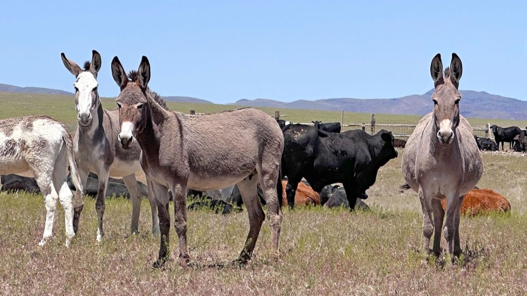 Herd of small donkeys called burros staring.