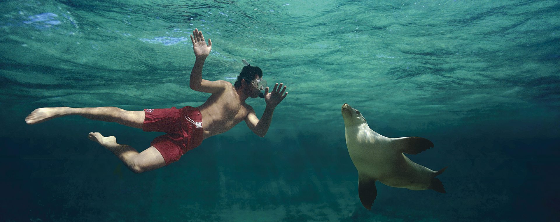 Swim with sea lions at Port Lincoln