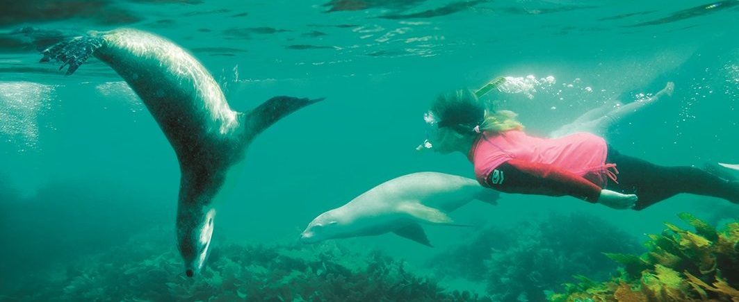Swimming with sea lions in SA