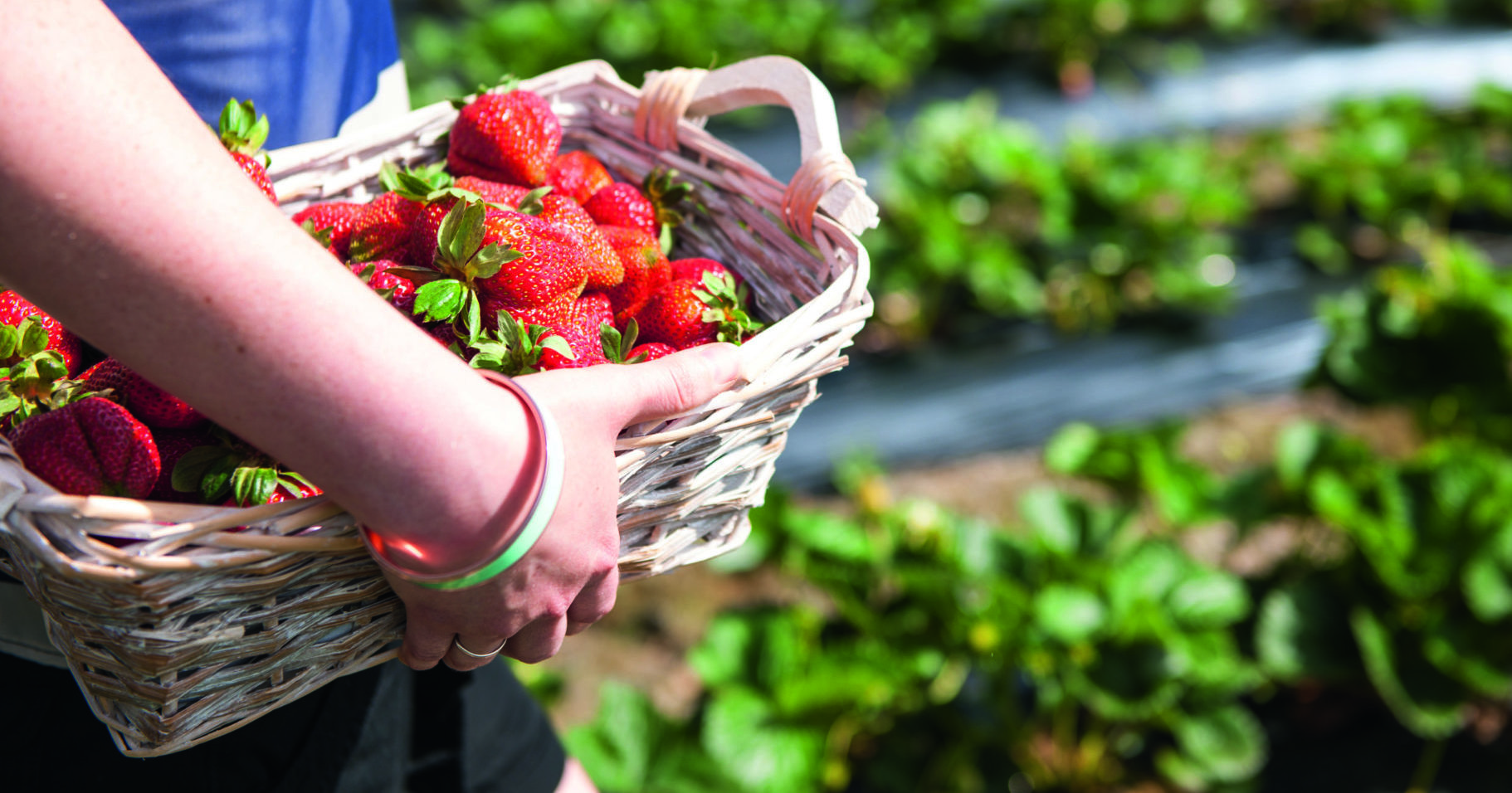 Beerenberg Farm strawberry picking