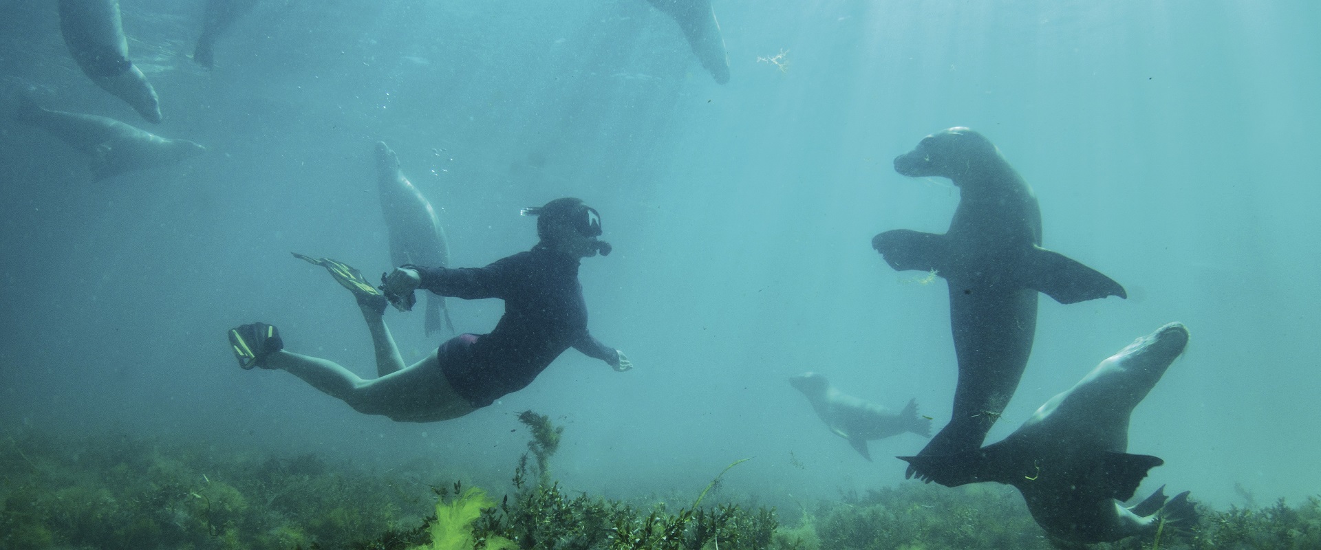 Sea lion swimming with Adventure Bay Charters, Eyre Peninsula.