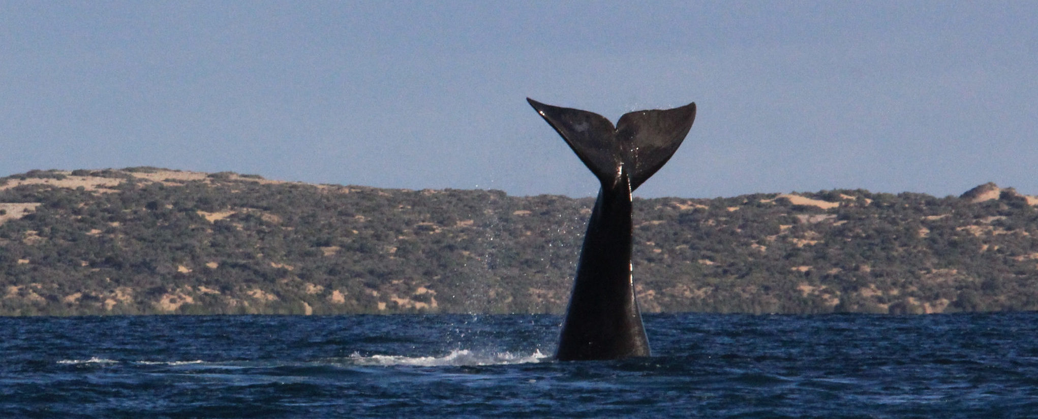 A whale in the Great Australian Bight raising its tail.