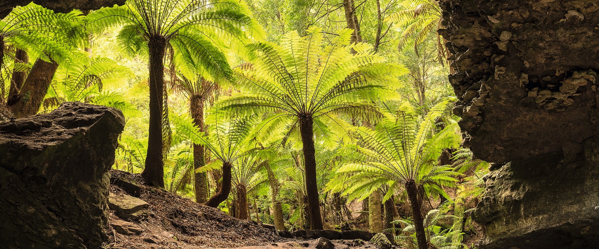Tarkine Rainforest, Tasmania.
