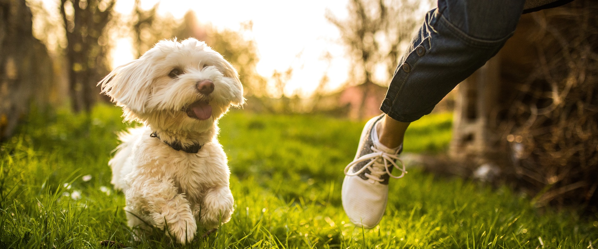 Take your pampered pooch on an invigorating walk through the city.