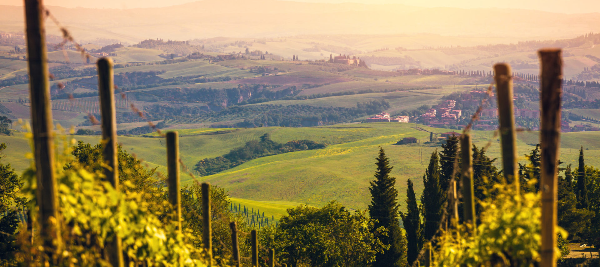 Vineyards in Tuscany at sunset, Chianti region.