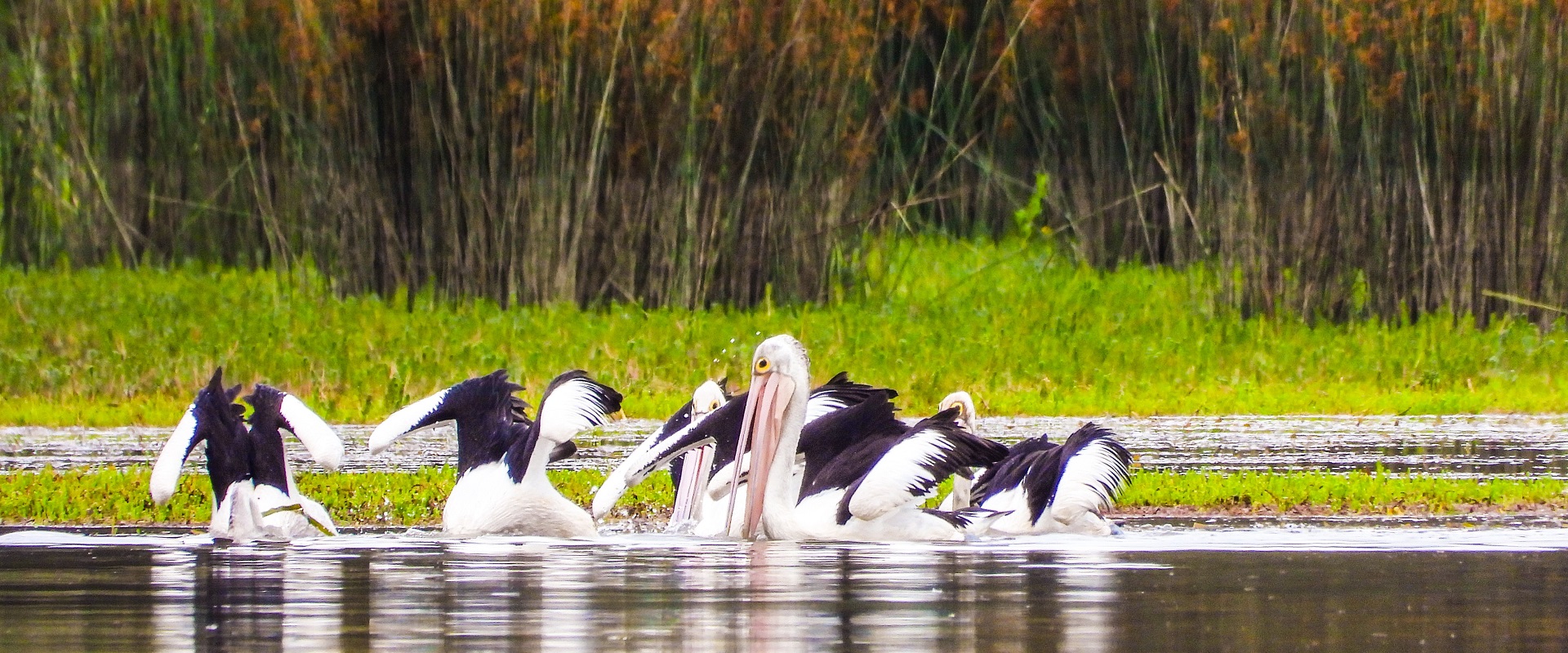 Pelicans at Barmah National Park. Image: Getty
