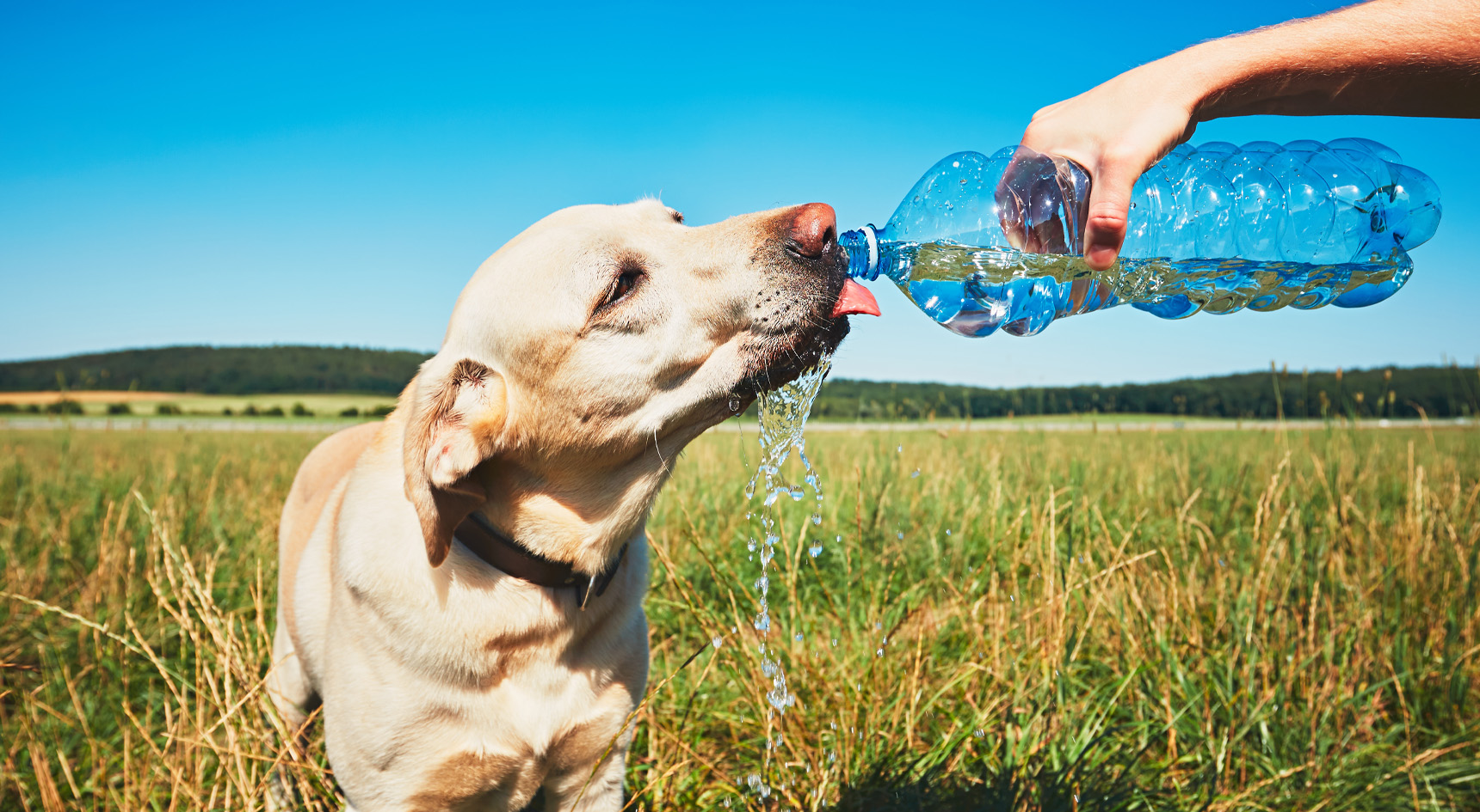 Сколько воды пьют собаки. Лето животные. Питье животных. Собачка пьет воду. Собака в жару.